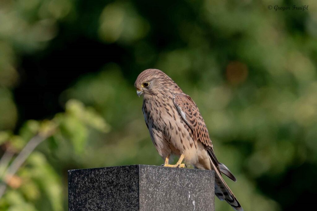 Turmfalke hält Ausschau nach Fressbarem