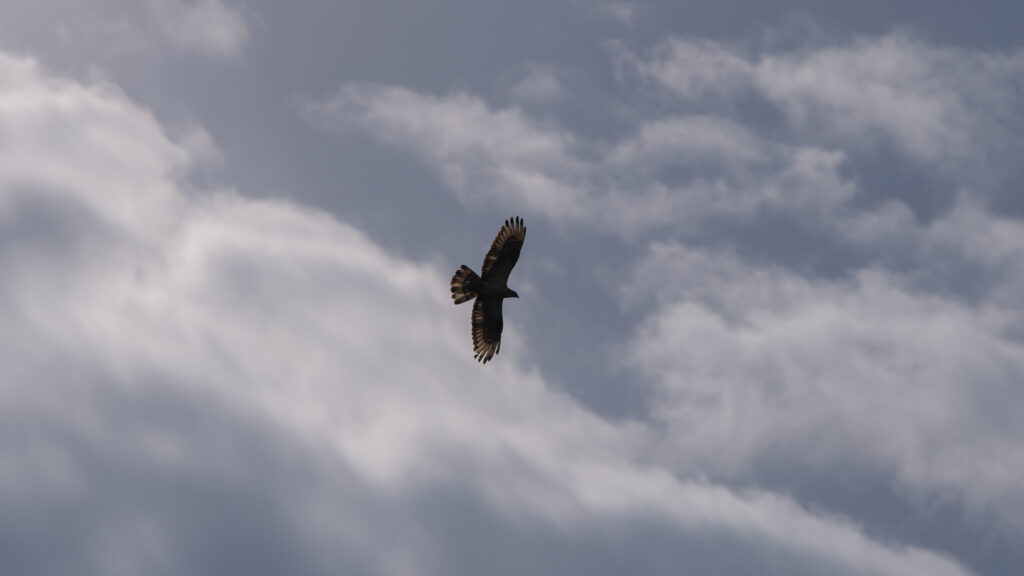 Flugbild eines Wespenbussards