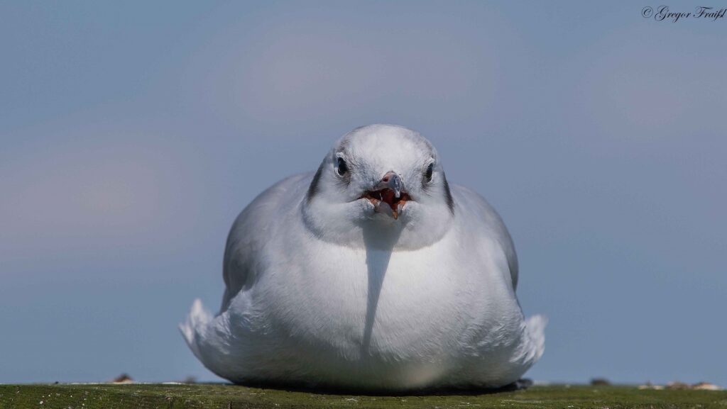 Eine Möwe versucht sich zu kühlen