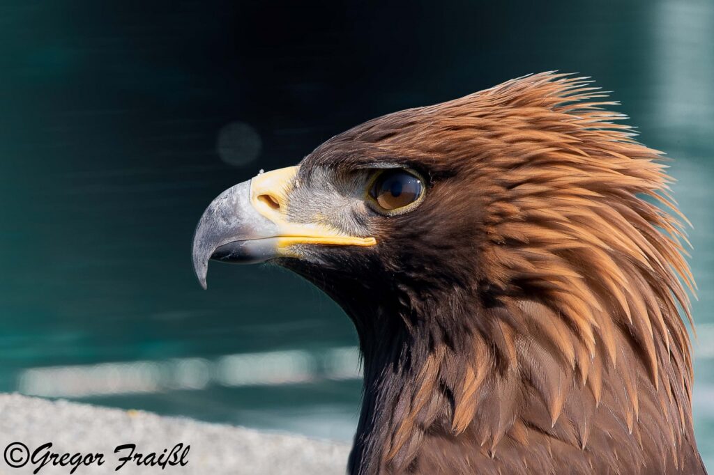 Ein Steinadler im Porträt