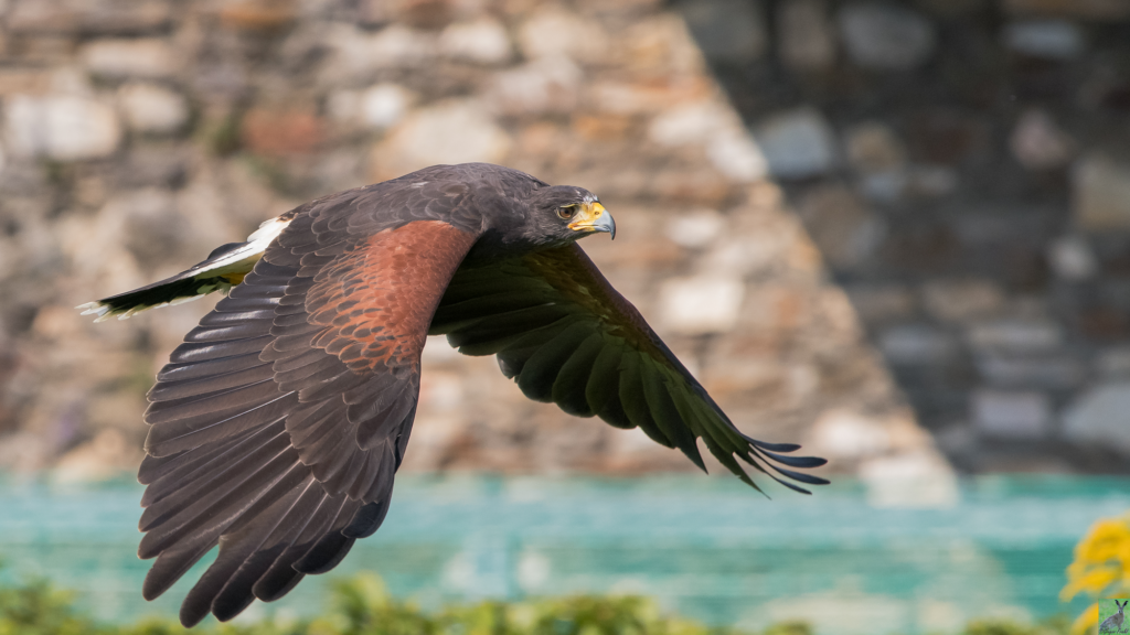 Der Wüstenbussard