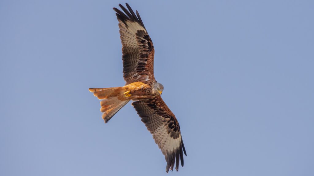 Ich liebe diese 800 gr. schweren Vögel. Tolle Flugakrobatik. Rotmilan