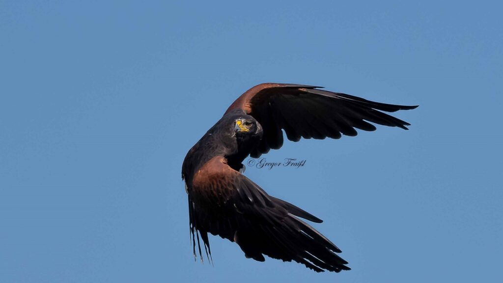 Wüstenbussard - ein sehr wendiger Flieger