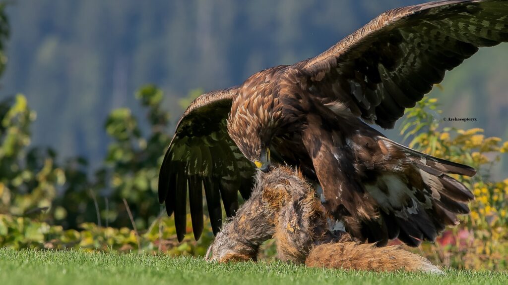 Ein Steinadler bei der Futteraufnahme