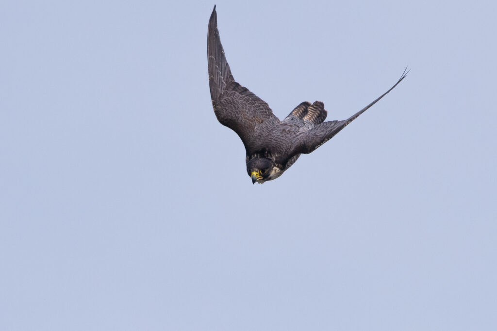 Wanderfalke im Sturzflug