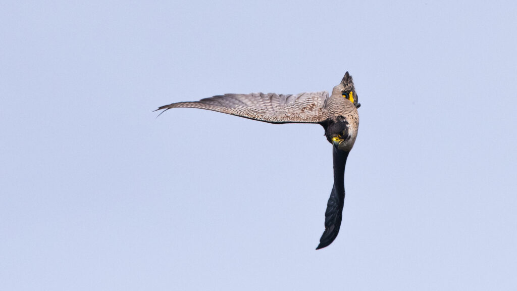 Flugakrobatik vom Feinsten - der Wanderfalke