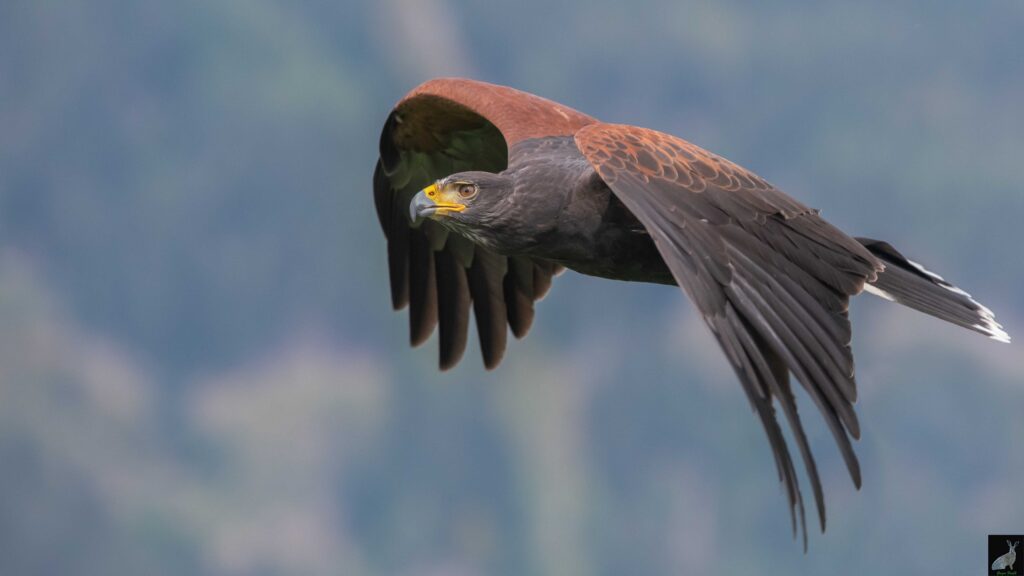 Wüstenbussard