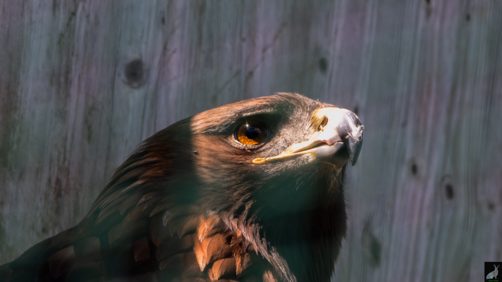 Ein Steinadler im Portät