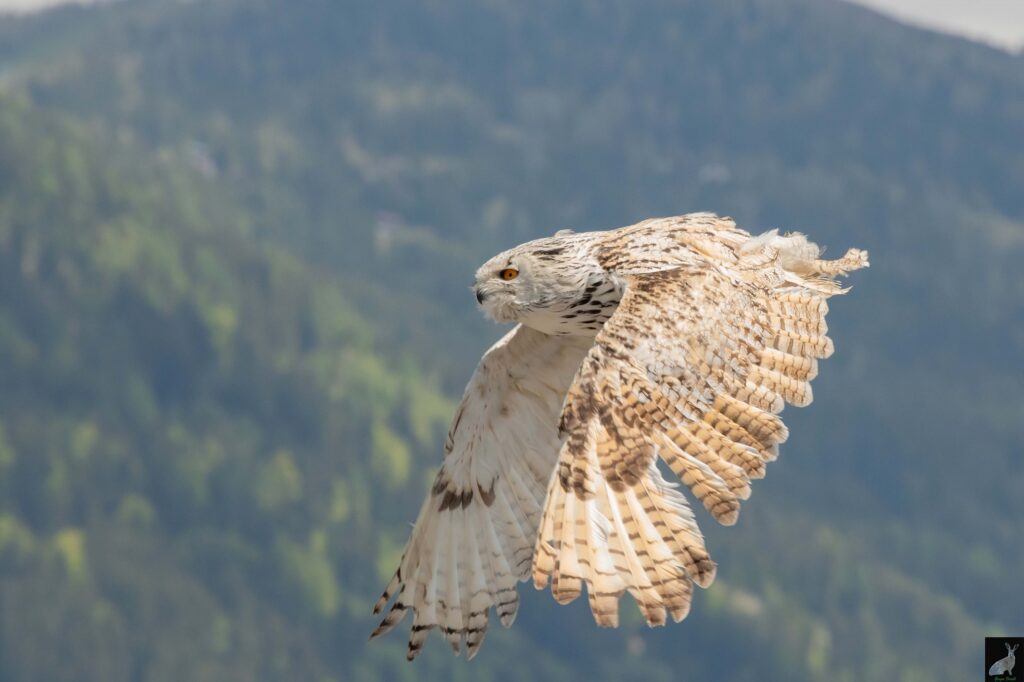 EIn Uhu beim Vorbeifliegen