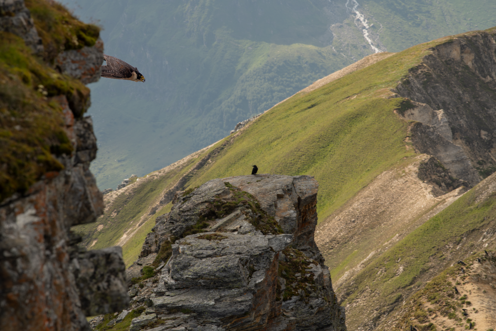 Ein Wanderfalke