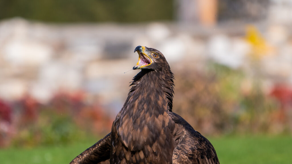 Adler hat etwas erbeutet und ist sichtlich stolz drauf