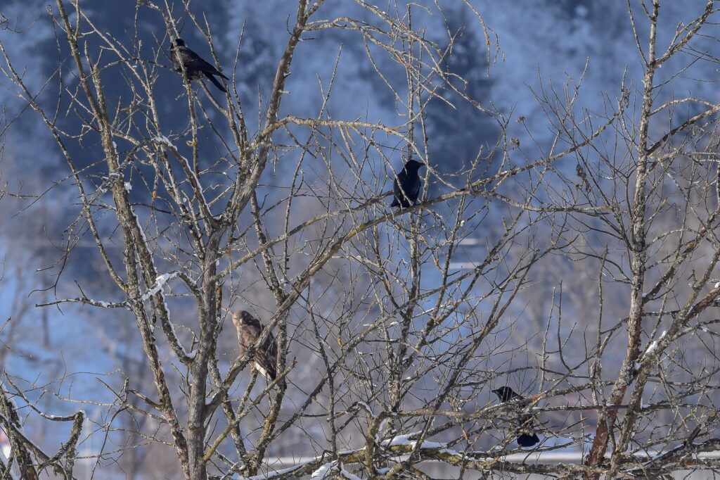 Mäusebussard