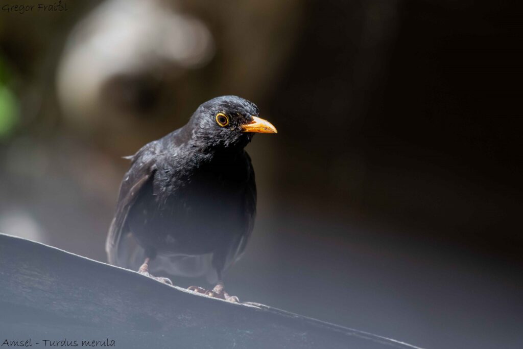 Ein Amsel-Männchen  hinter meinem Haus