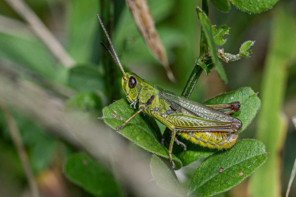 Grashüpfer