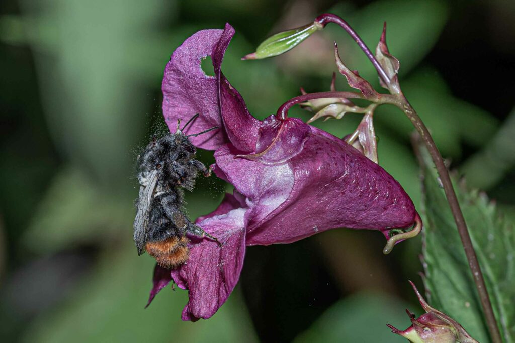 Hummel beim Naschen