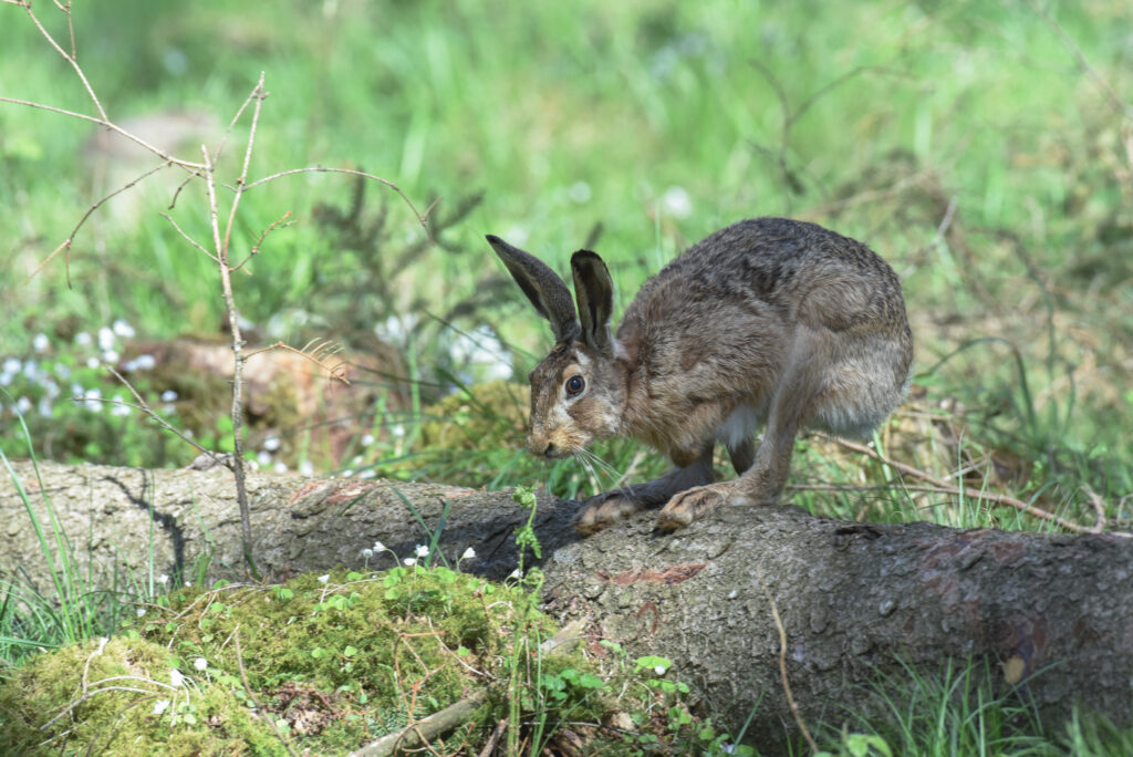 Im Wald