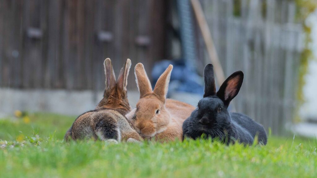 Berta, Caerbannog, Susy