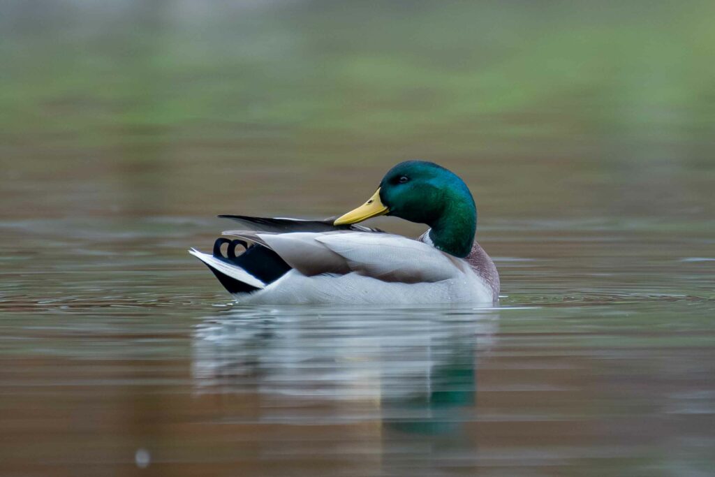 Mallard