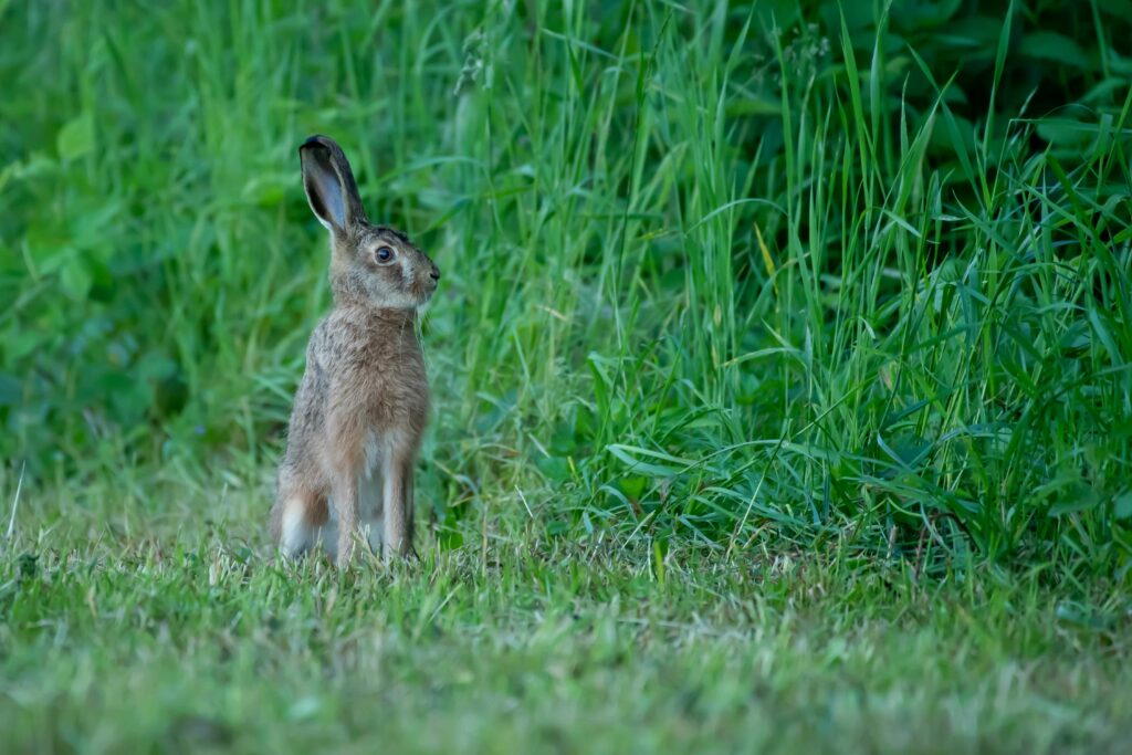 Leveret oder Youngster