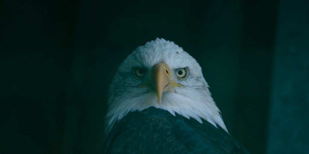 Weißkopfseeadler