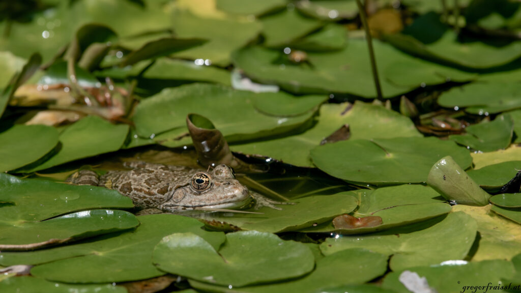 Frosch in Teich